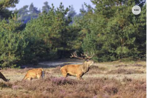 Park Konijnenburg Villa Putten Eksteriør billede