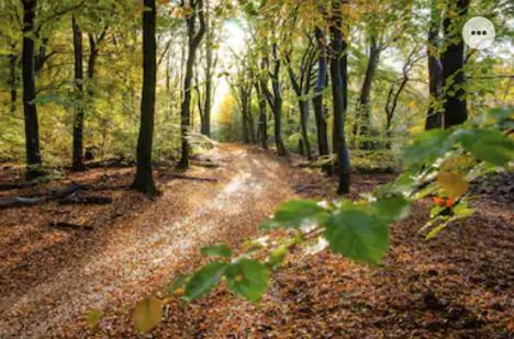 Park Konijnenburg Villa Putten Eksteriør billede
